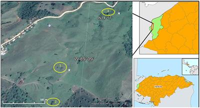 Positive Effects of Scattered Trees on Soil Water Dynamics in a Pasture Landscape in the Tropics